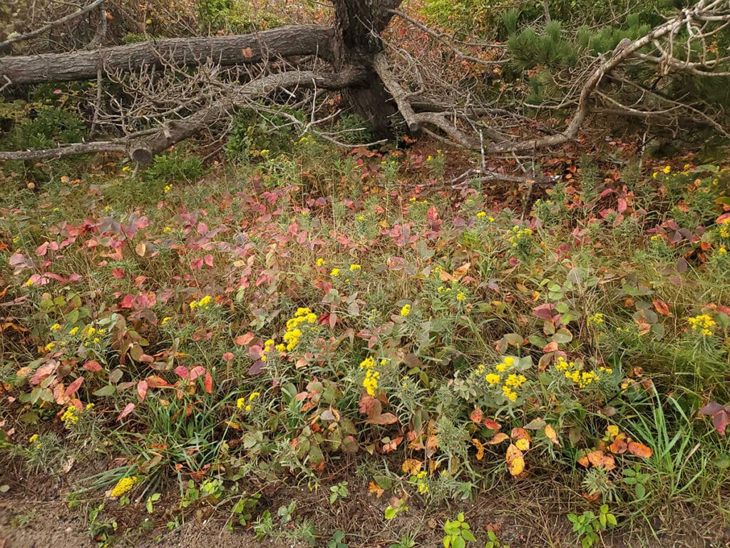 Fall on Nantucket | Nantucket, MA