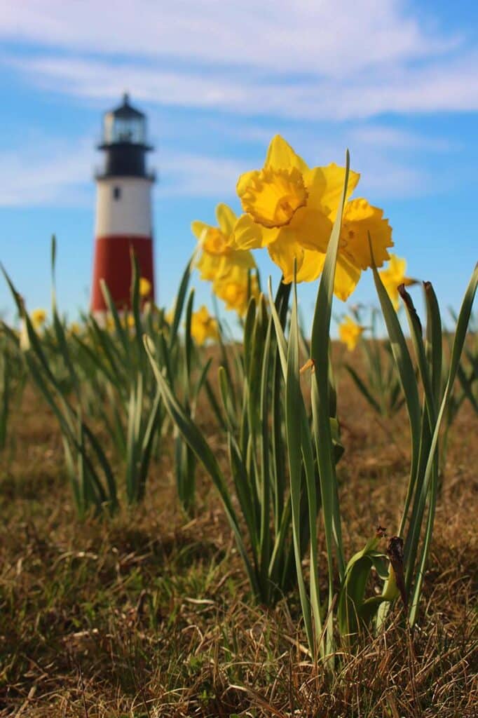 Photo Contest 2020 | Nantucket, MA