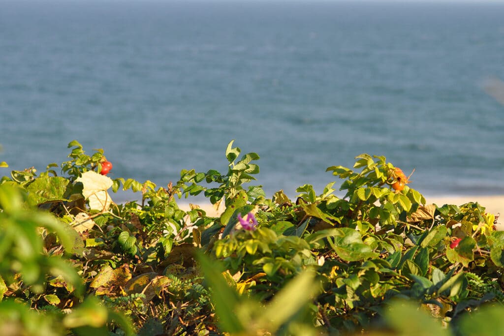 Backyard Bounty | Nantucket, MA