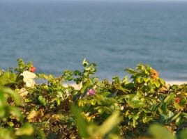 Backyard Bounty | Nantucket, MA