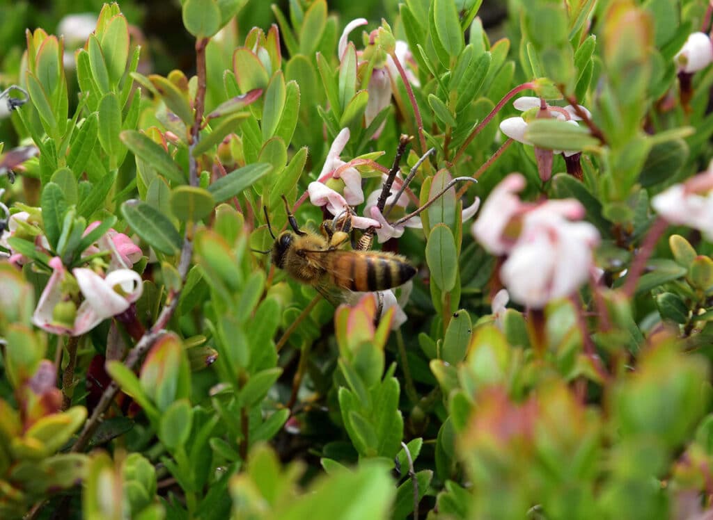 Protecting the Island’s Pollinators