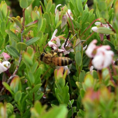 Protecting the Island’s Pollinators