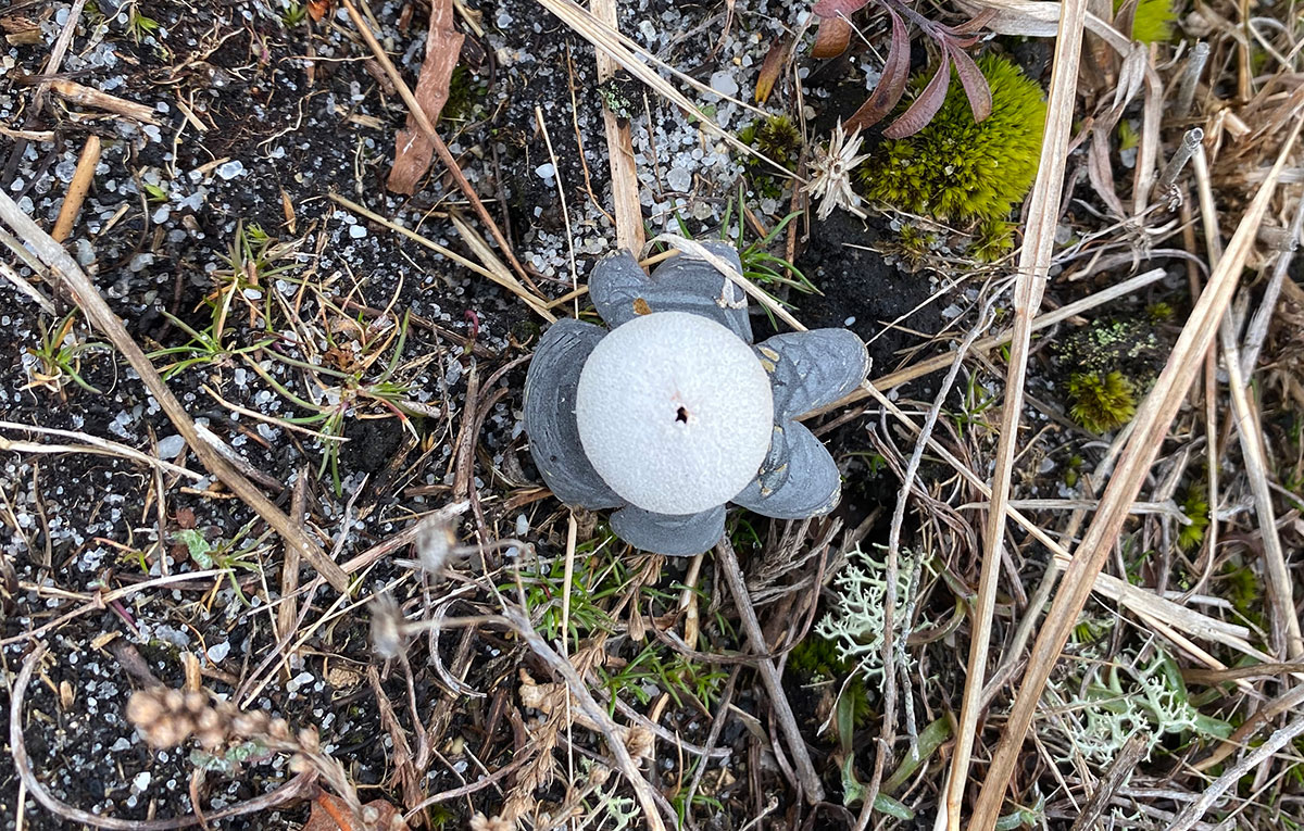 Nature’s Barometer - Yesterdays Island, Todays Nantucket