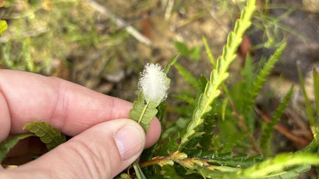 puss moth caterpillar