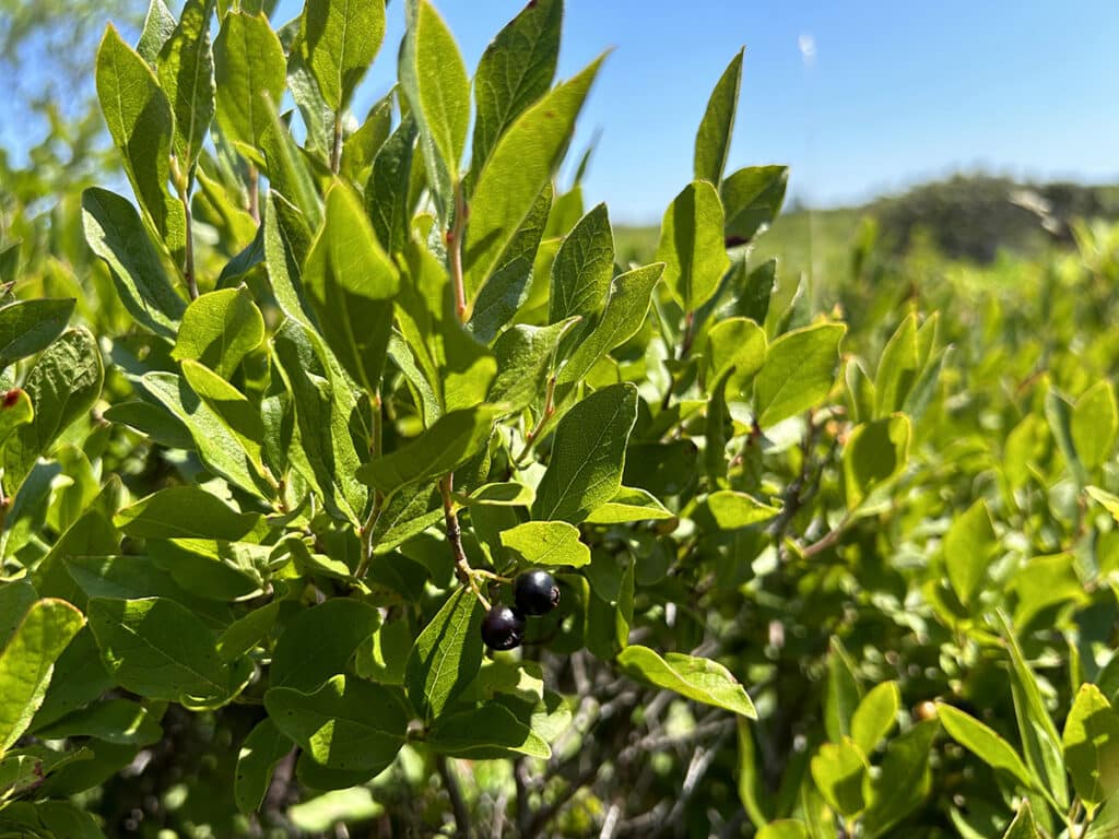 black huckleberries