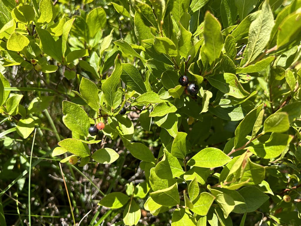 black huckleberries