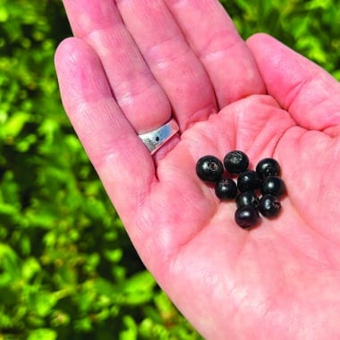 Black huckleberry
