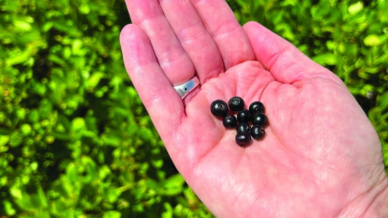 Black huckleberry