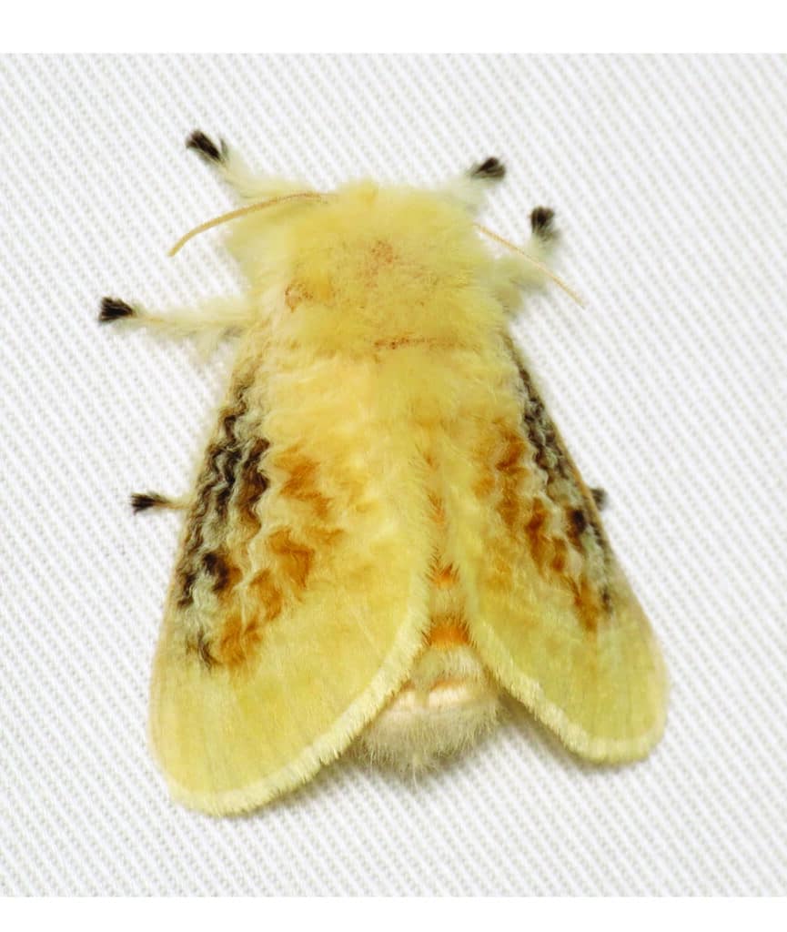 puss moth caterpillar
