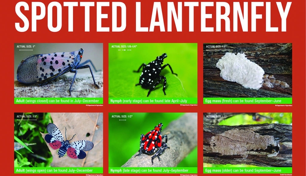 Spotted Lanternfly