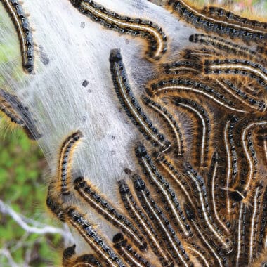 Eastern tent caterpillars