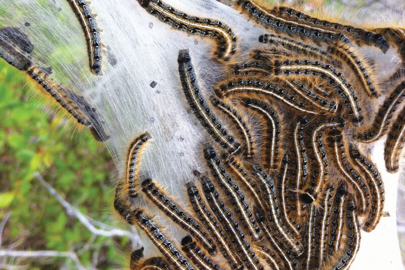 Eastern tent caterpillars
