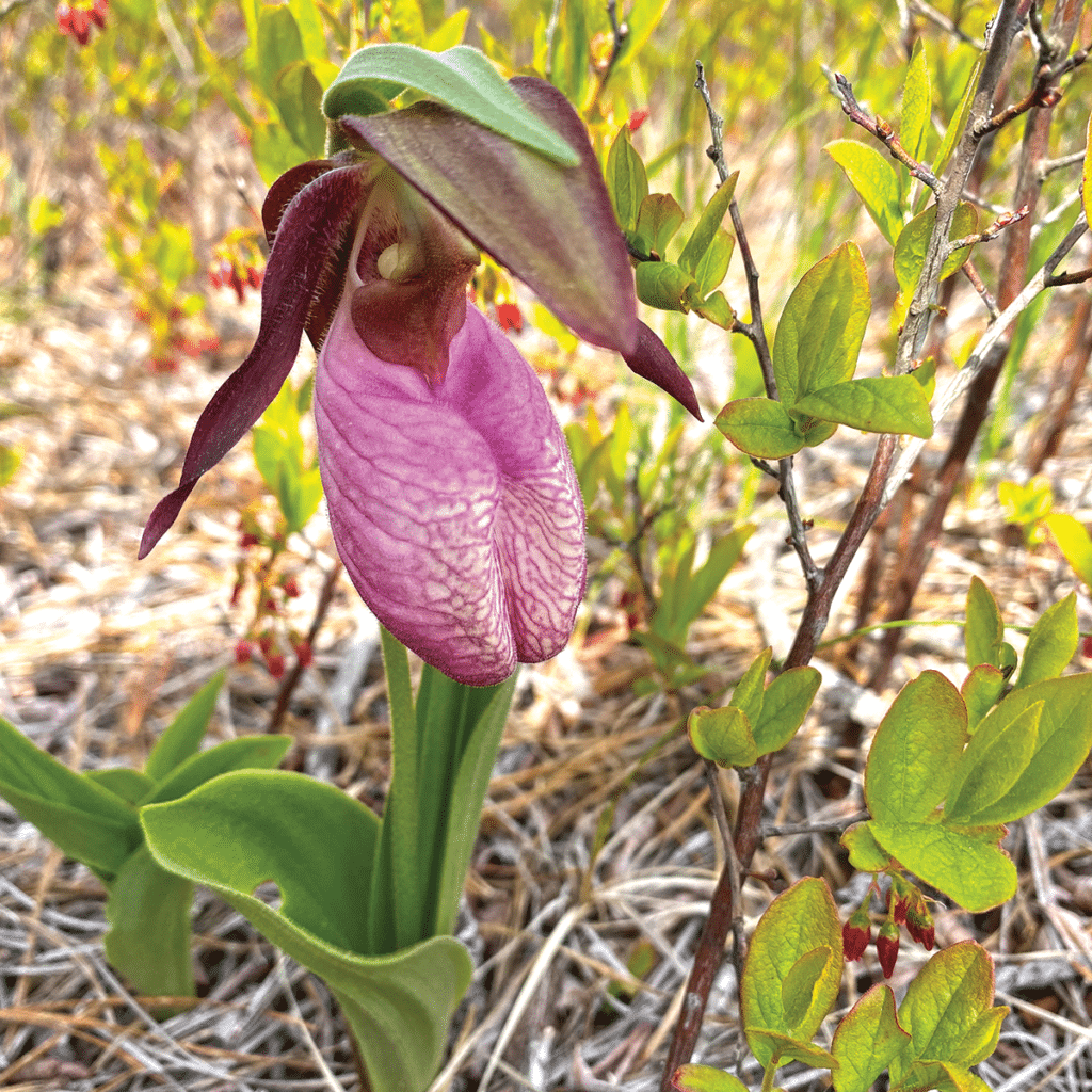 Lady Slippers