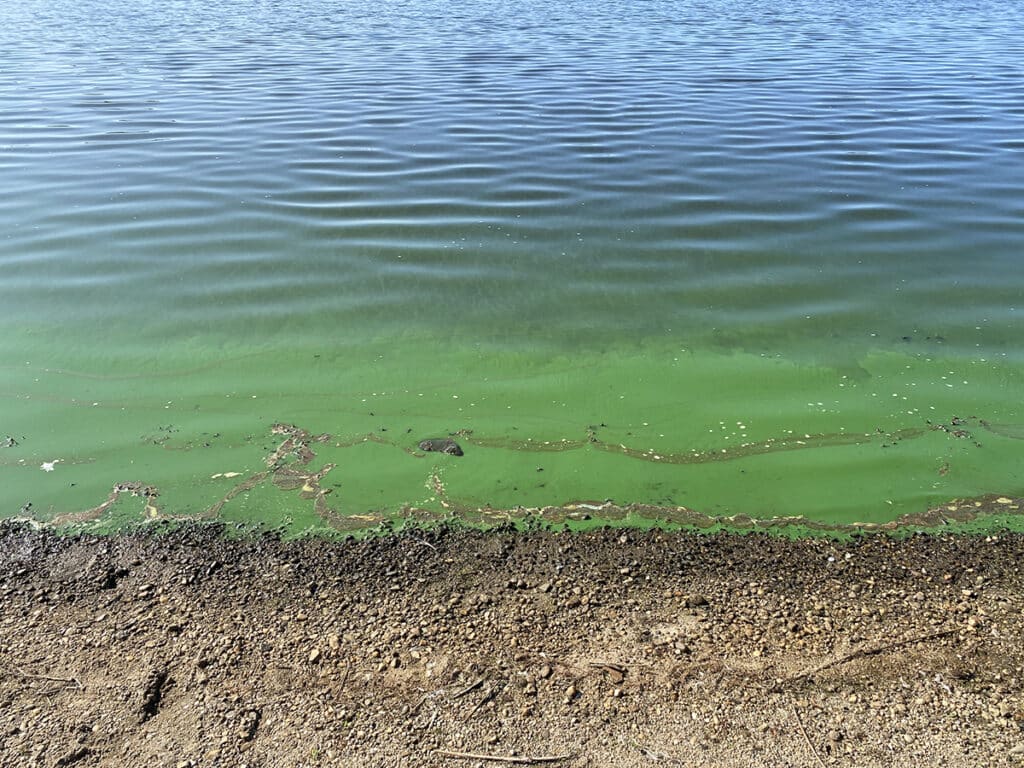 Harmful Algal Blooms