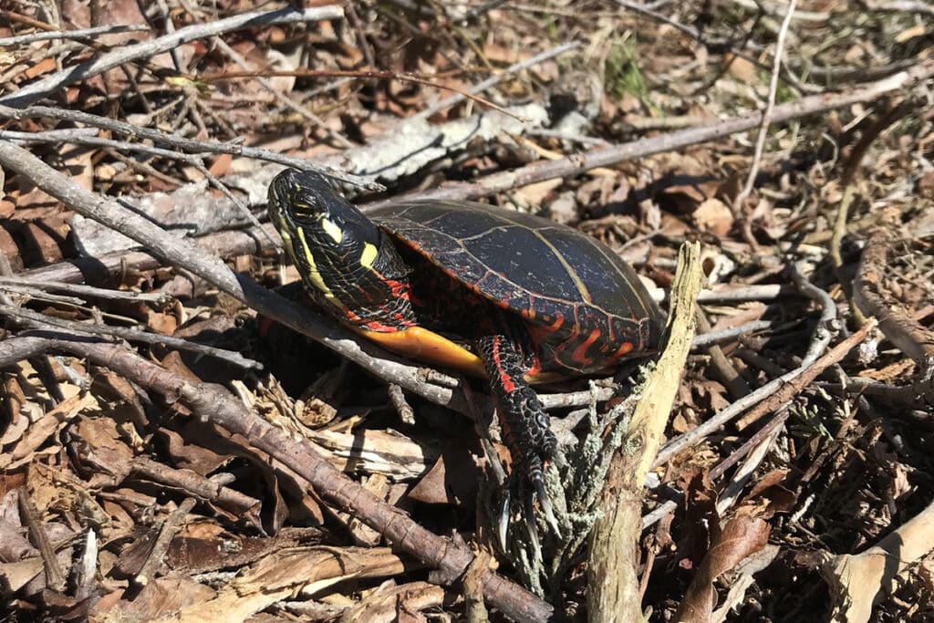 Eastern Painted Turtle