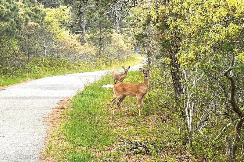 white tail deer