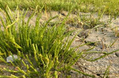 Salicornia, glasswort, on Nantucket