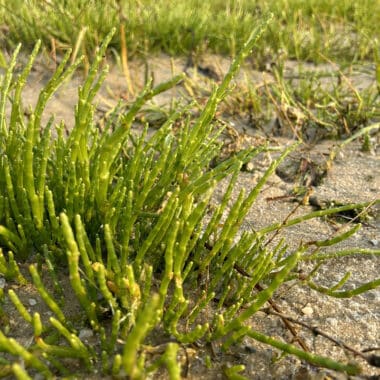 Salicornia, glasswort, on Nantucket