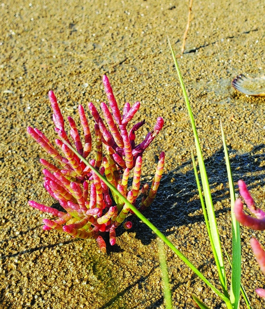 Salicornia in fall coloration on Nantucket