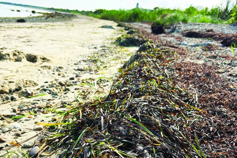 Wrack line of eel grass