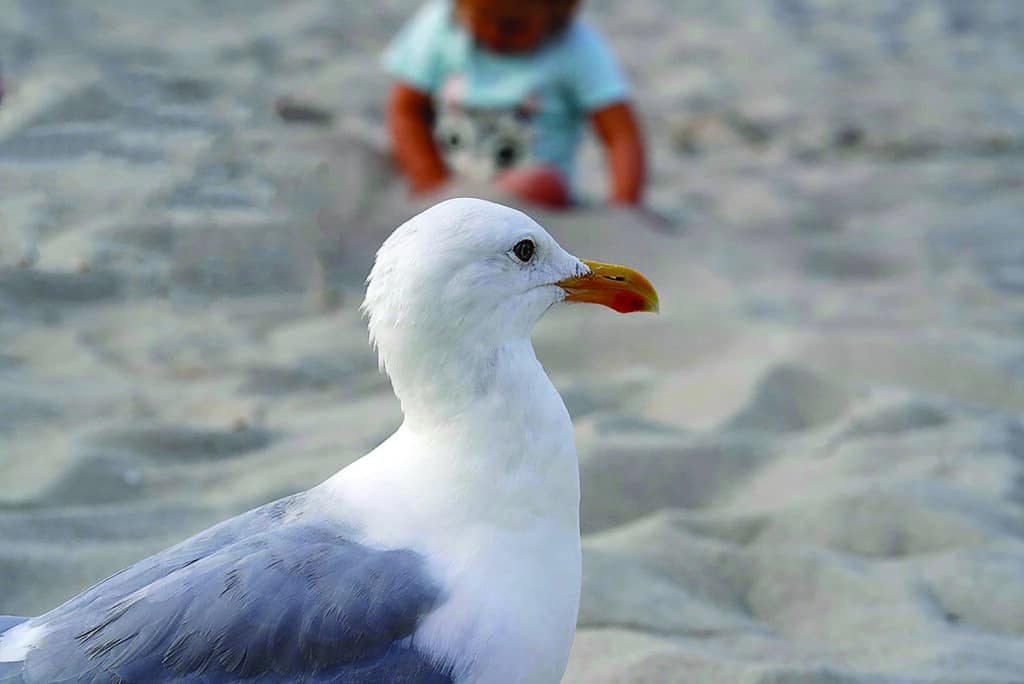 seagull