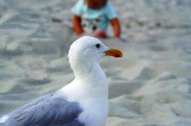 seagull