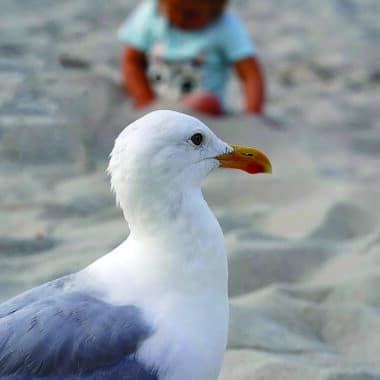 seagull