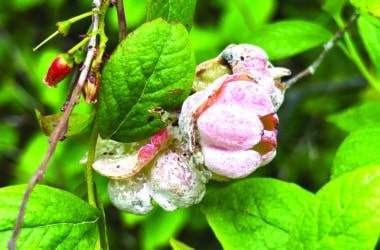 Azalea fungus on Black Huckleberry. S. Bois