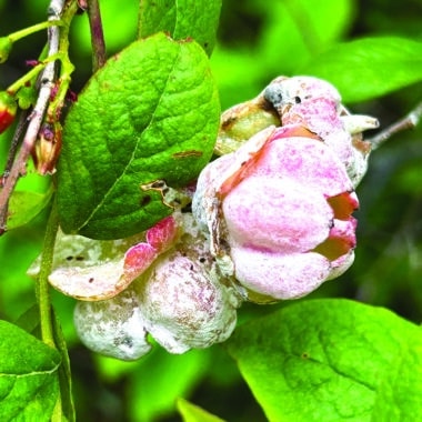 Azalea fungus on Black Huckleberry. S. Bois