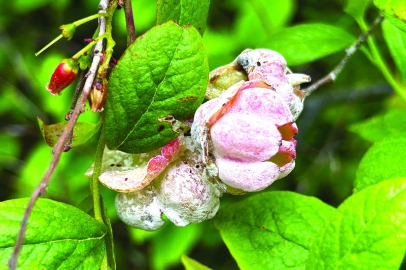 Azalea fungus on Black Huckleberry. S. Bois