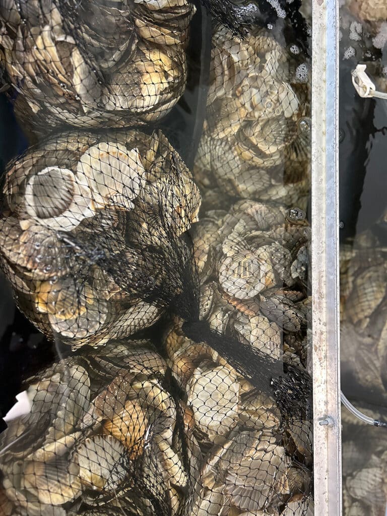 Nantucket oysters and coastal resilience