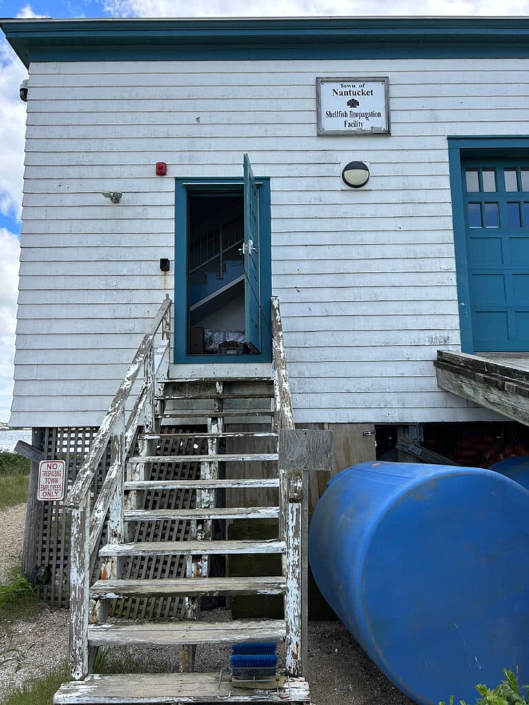 Nantucket oysters and coastal resilience