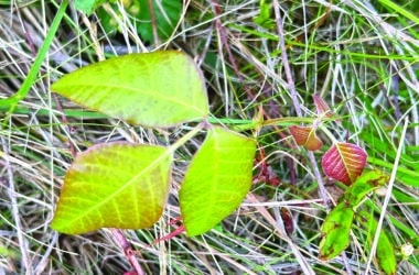 Poison ivy on Nantucket