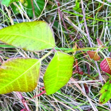 Poison ivy on Nantucket