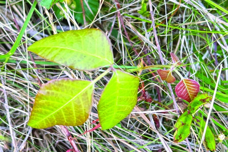 Poison ivy on Nantucket