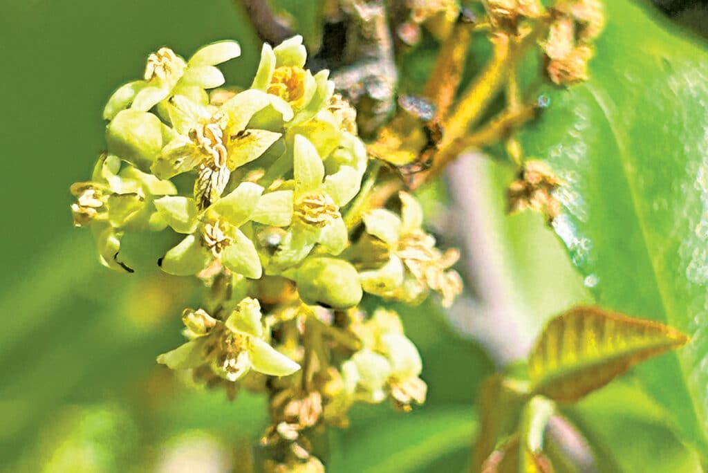 Poison ivy flowers