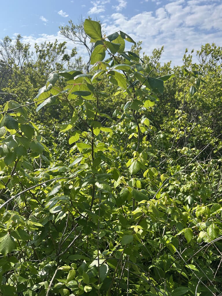 Poison ivy looking more liek a tall shrub in a wetland.