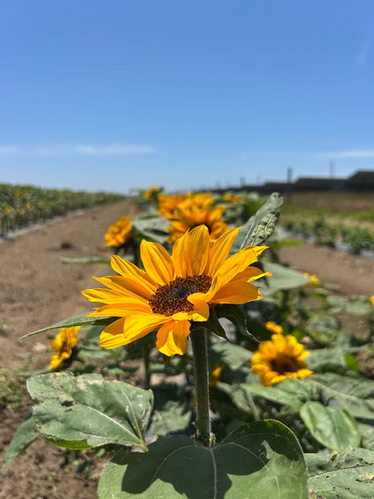 Bartlett’s Farm Nantucket 2025 row of blooming sunflowers