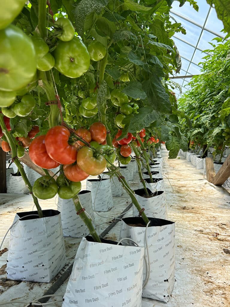 Bartlett’s Farm Nantucket 2025 row of potted tomato plants with fruit
