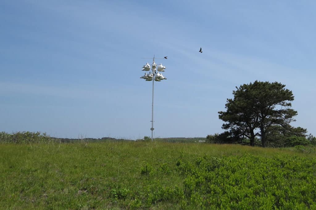 Purple martins on Nantucket