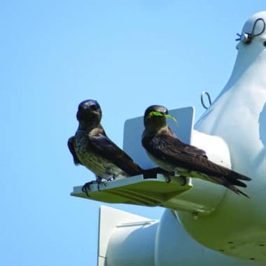 Purple martins on Nantucket