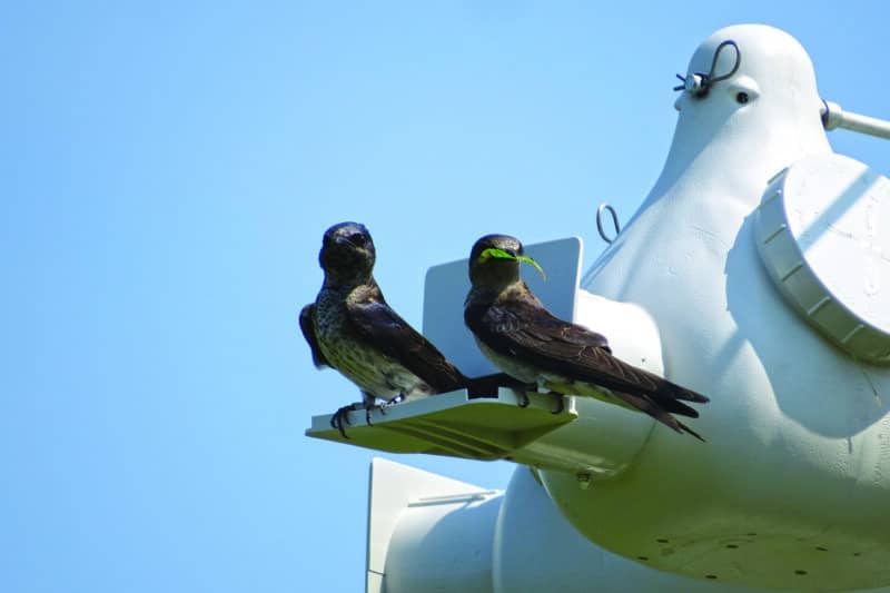 Purple martins on Nantucket