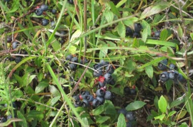 common lowbush blueberry fruits