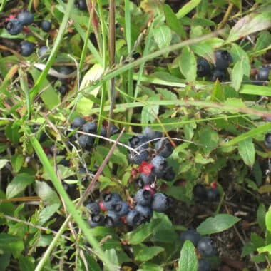 common lowbush blueberry fruits