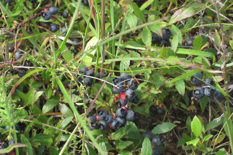 common lowbush blueberry fruits