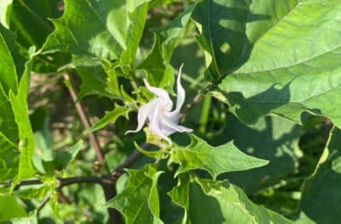 Jimsonweed on Nantucket