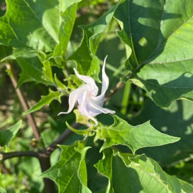 Jimsonweed on Nantucket