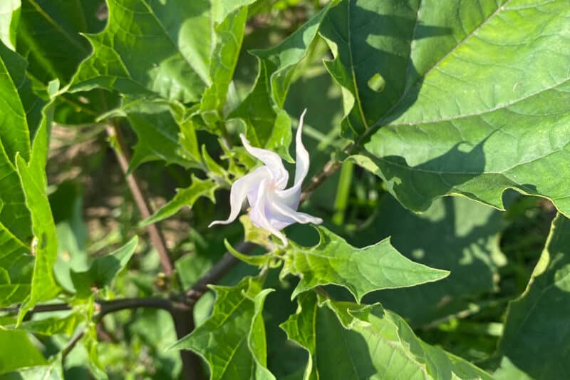 Jimsonweed on Nantucket