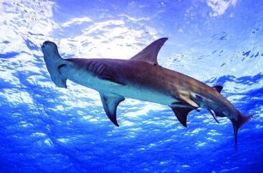 Hammerhead sharks Nantucket