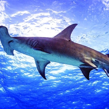 Hammerhead sharks Nantucket